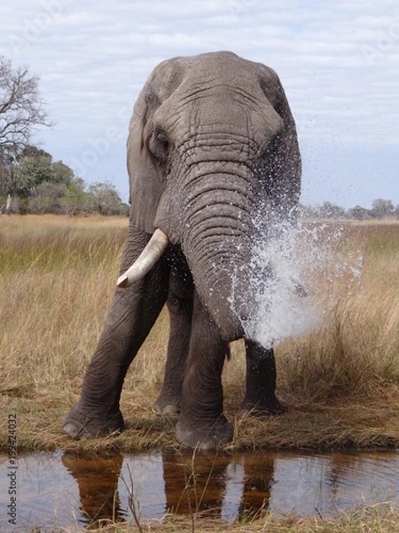 Obraz Close up of a wild big african elephant in Botswana