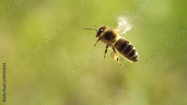 Fototapeta Honigbiene