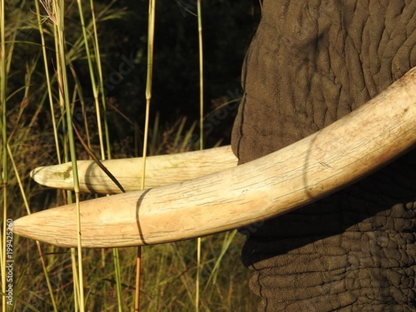 Obraz Close up of long african elephant tusks - Symbol for the endangered animals who are hunted because of the ivory
