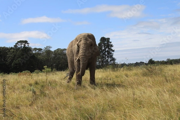 Obraz Big african elephant in the wilderness in Botswana