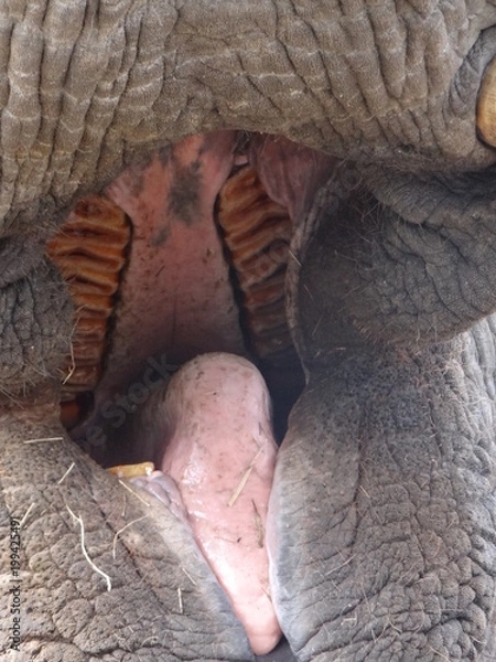 Obraz Open mouth of an african elephant - visable teeth and tongue because of a liftet trunk
