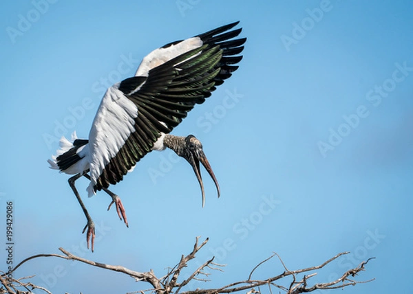Obraz Wood Stork