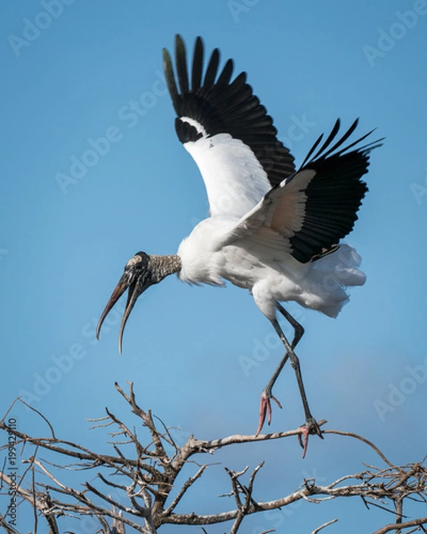 Obraz Wood Stork