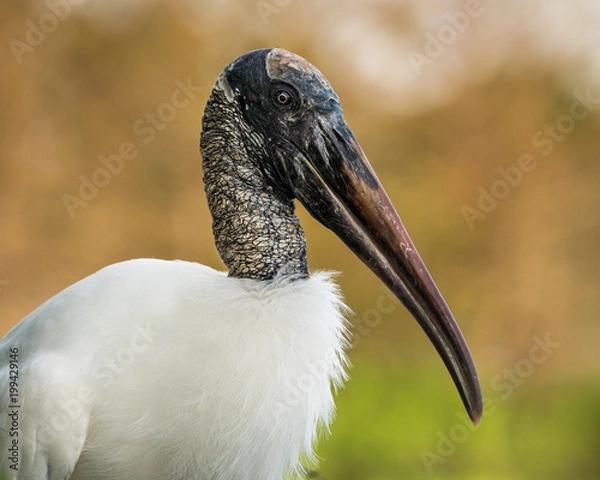 Obraz Wood Stork