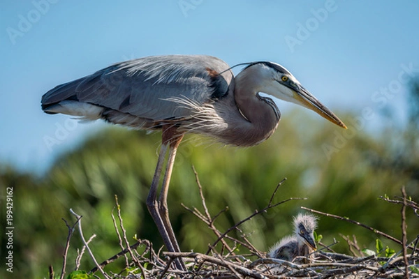 Obraz Great Blue Heron