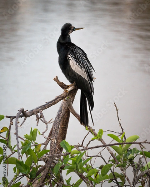 Obraz Anhinga