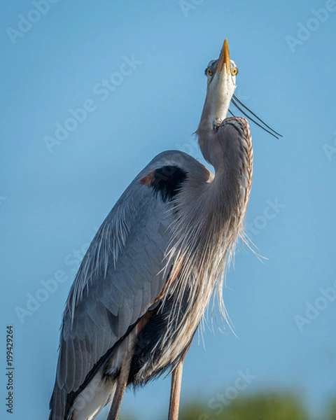 Obraz Heron Looking Up