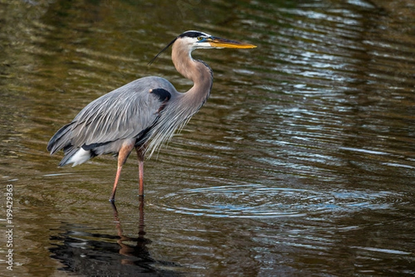 Obraz Great Blue Heron