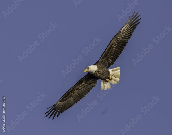 Fototapeta Baldeagle