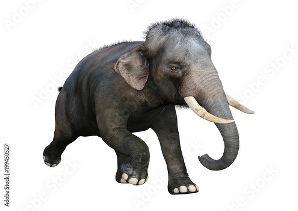 Fototapeta 3D Rendering Indian Elephant on White