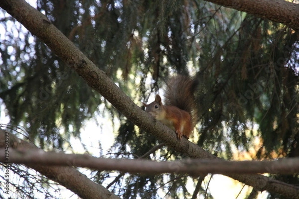 Fototapeta Squirrel on tree