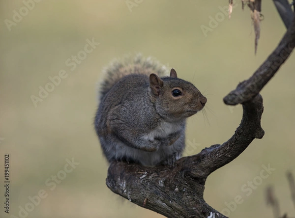 Fototapeta Squirrel