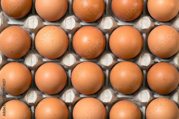 Obraz Fresh eggs - close up fresh chicken eggs in the tray