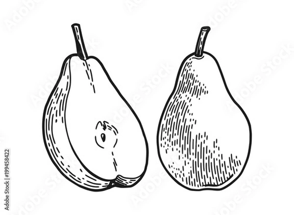 Obraz poire engraved sketch