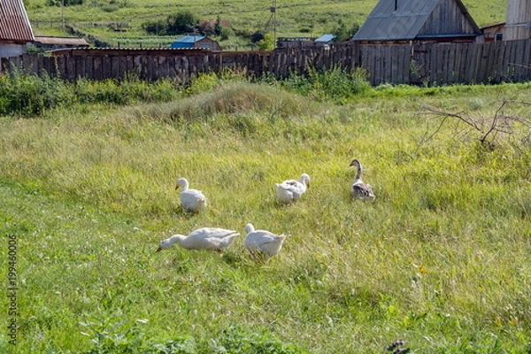Fototapeta A flock of domestic geese grazes on the lawn in the background of the village.