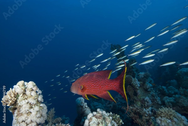 Obraz Vibrant coloured tropical fish