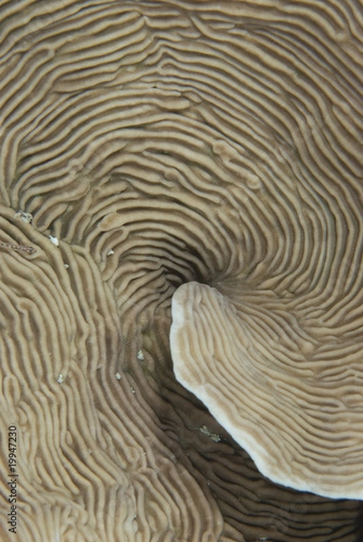 Obraz Coral Abstract