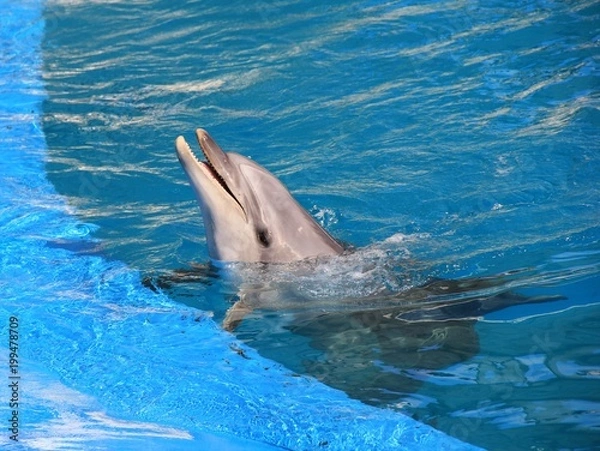 Fototapeta 水面から顔を出すイルカ
