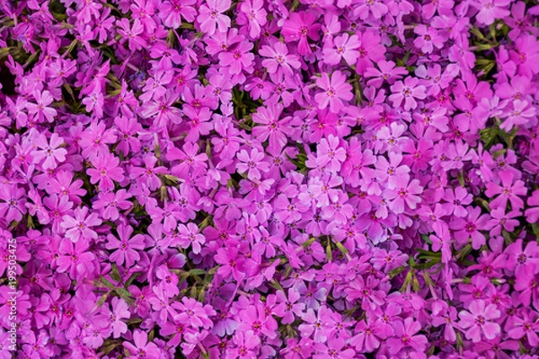 Obraz 満開のシバザクラ