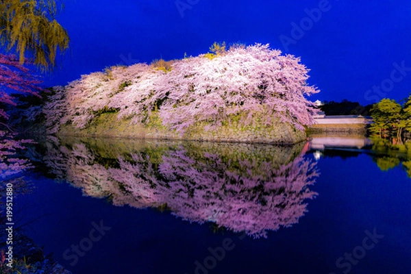 Obraz 彦根城の桜ライトアップ