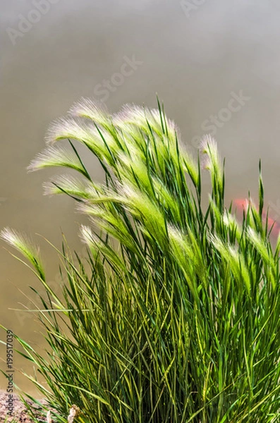 Obraz Eldorado Feather Reed Grass