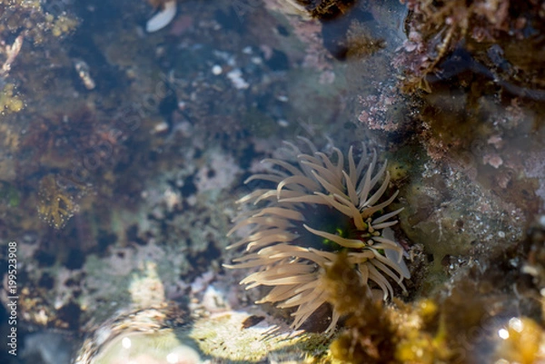 Fototapeta タイドプールのイソギンチャク