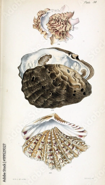 Fototapeta Illustration of shells.