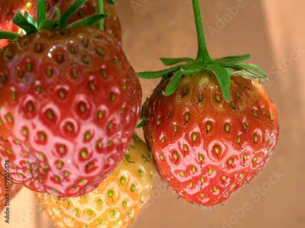 Fototapeta Erdbeeren