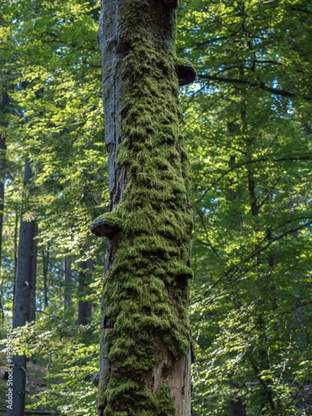 Fototapeta Moos auf Baumstamm
