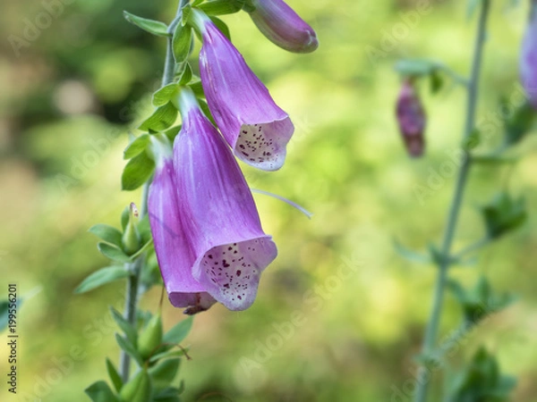 Fototapeta Fingerhut