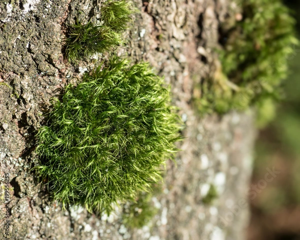 Fototapeta Moos auf Baumrinde
