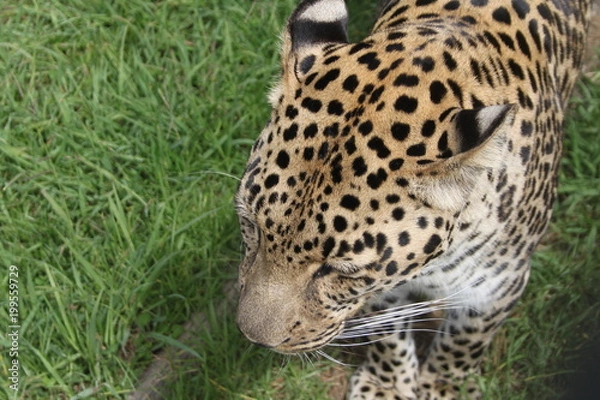 Obraz Pride wild leopard walking in the grass - closeup from the head above