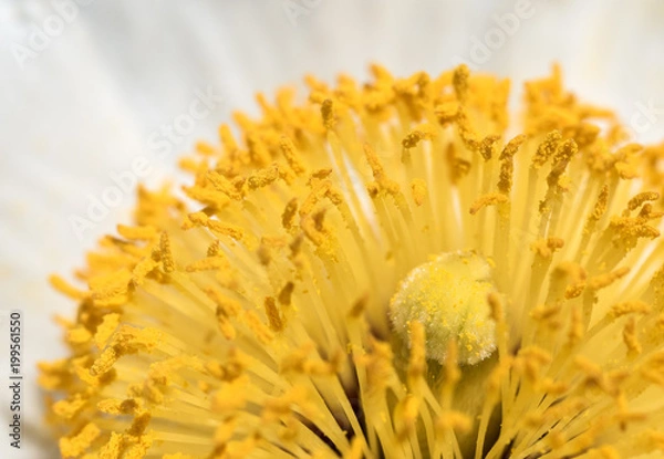 Fototapeta Staubblätter einer Anemonen-Blüte