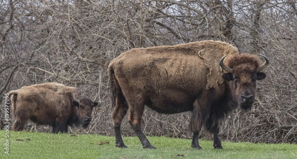 Fototapeta Bison