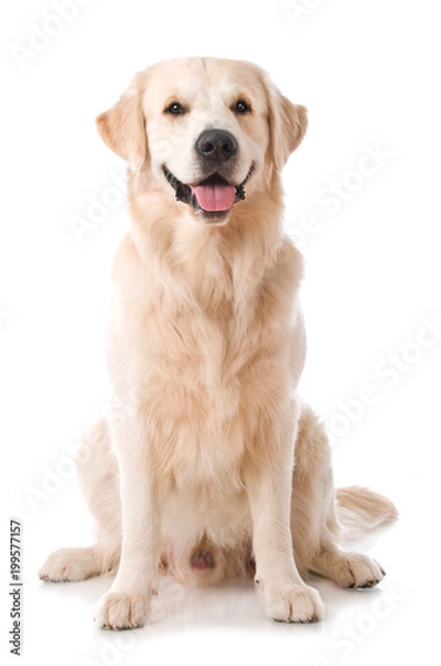 Fototapeta Siedzący Golden Retriever na białym tle na białym tle