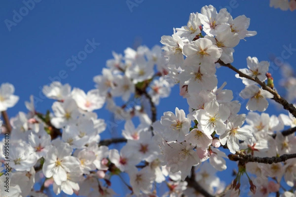 Fototapeta 桜の花と青空