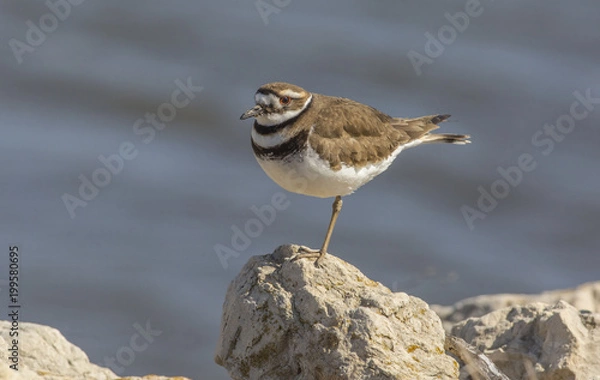 Fototapeta Killdeer