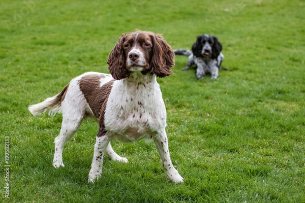 Obraz spaniel