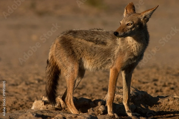 Obraz Black-Backed Jackal