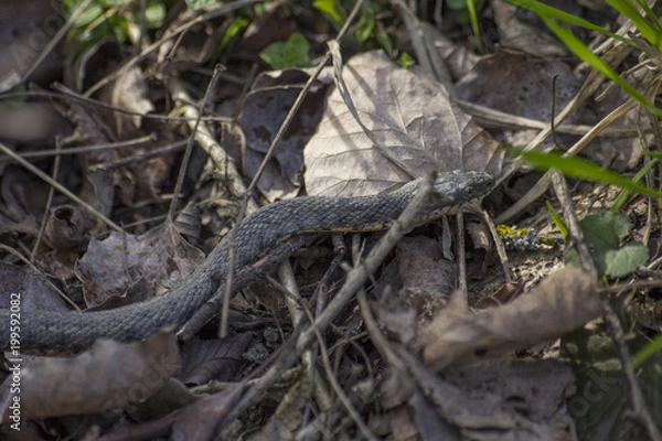 Obraz The snake crawls on the ground.