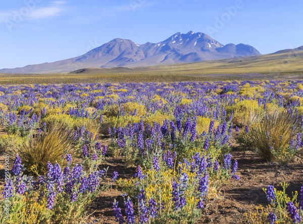 Fototapeta Kwitnąca pustynia Atacama, Chile
