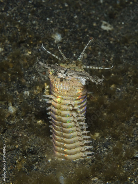 Obraz Bobbit Wurm in schwarzem Sand