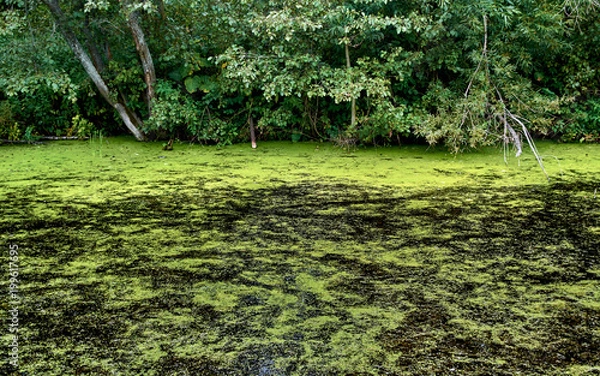 Fototapeta Deep black swamp in the middle of a forrest surrounded by vast flora