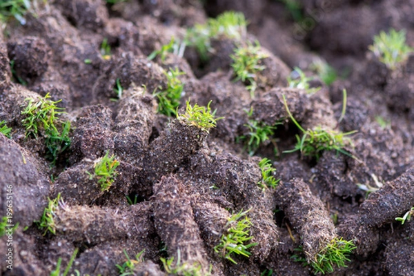 Fototapeta Plugs of soil removed from golf course. Waste of core aeration technique used in the upkeep of lawns and turf