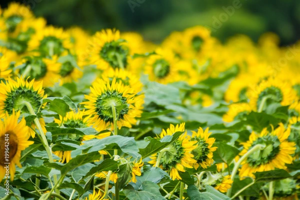 Fototapeta ひまわり畑