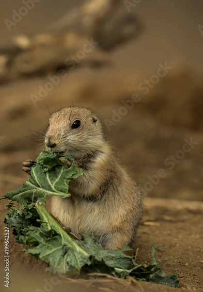 Fototapeta Ground Squirrel 