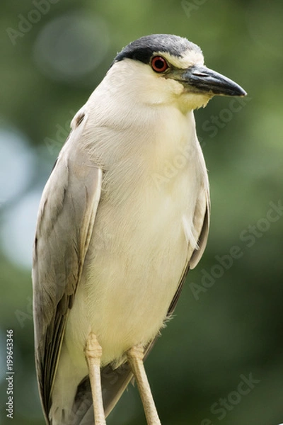 Obraz Black-crowned Night Heron