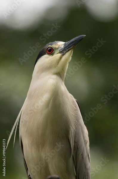 Obraz Black-crowned Night Heron