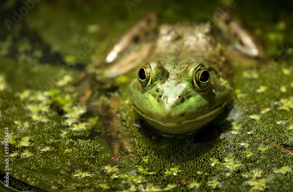 Obraz Frog