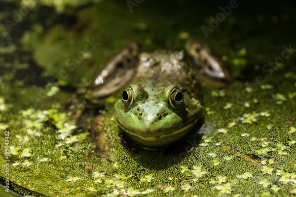 Obraz Frog